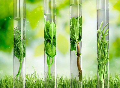 Plantele adaptogene: beneficii pentru sănătate (II)