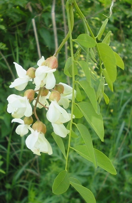 Floare de salcalm alb