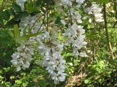 flori de salcâm alb pentru dureri articulare