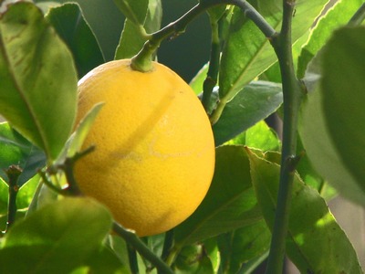 Lamia Citrus limon