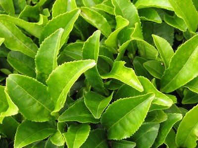 Ceaiul verde Camellia sinensis