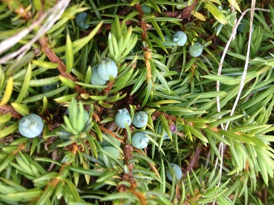 Ienupar Juniperus communis