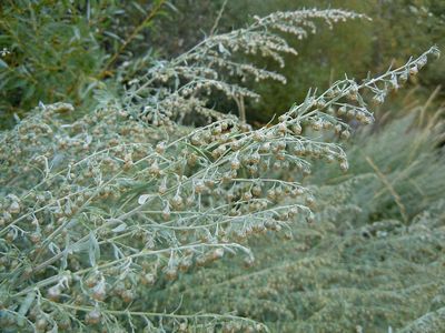 Pelin Artemisia absinthium