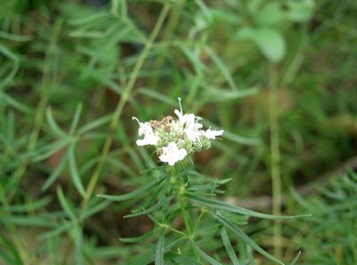 Tarhon Artemisia Dracunculus